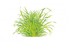 Simply Fresh Lemon Grass-LH   Box  100 grams